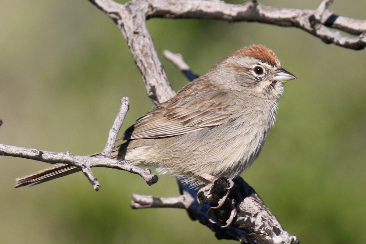 Rufous-crowned Sparrow - Louis Hoeniger