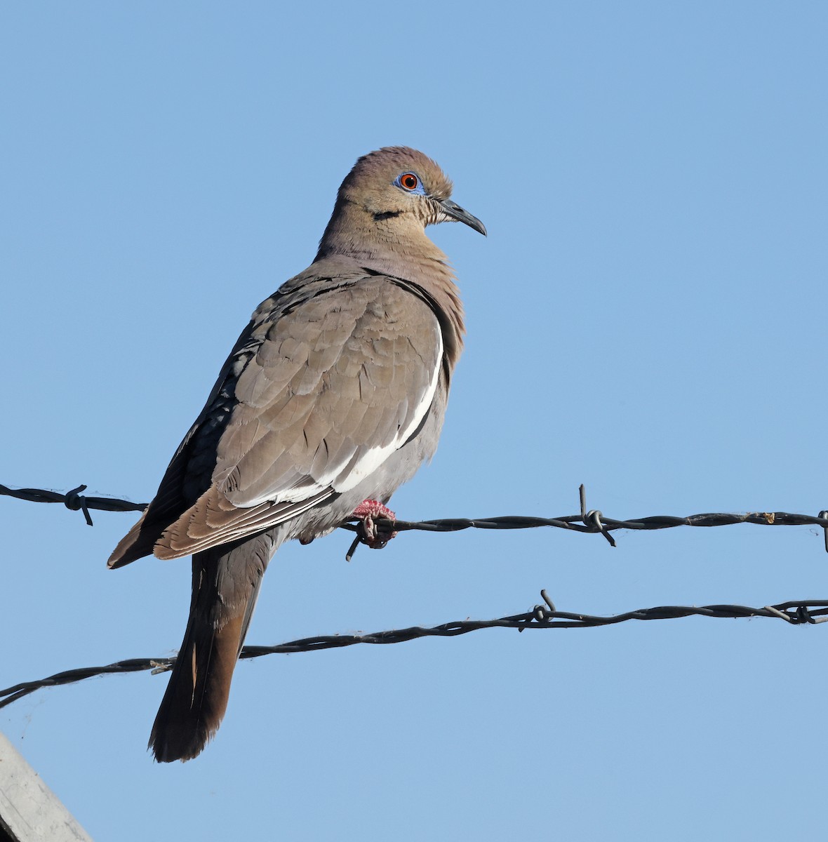 White-winged Dove - ML618869613