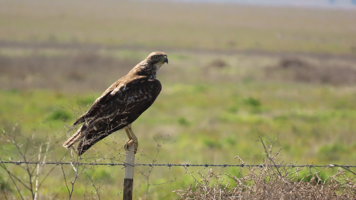 Red-tailed Hawk - ML618869632