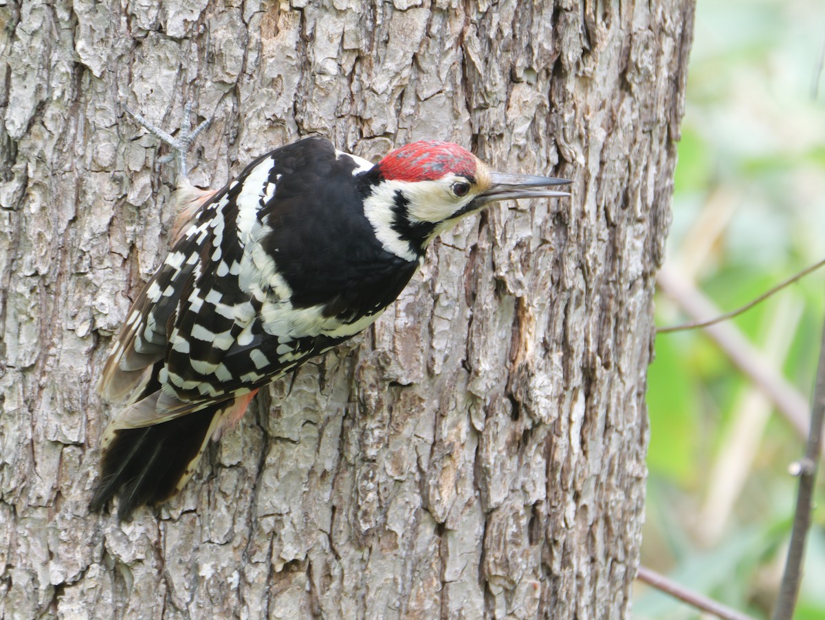 White-backed Woodpecker - ML618869660