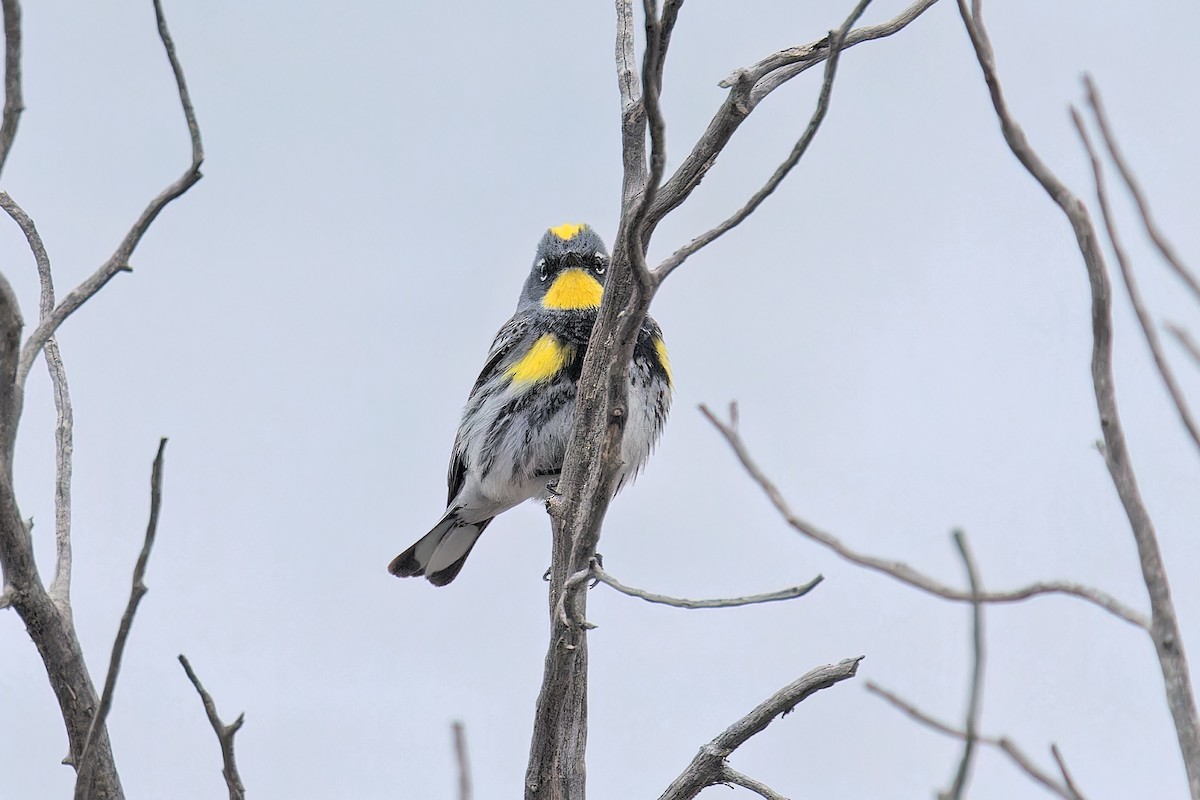 Yellow-rumped Warbler (Audubon's) - ML618869663