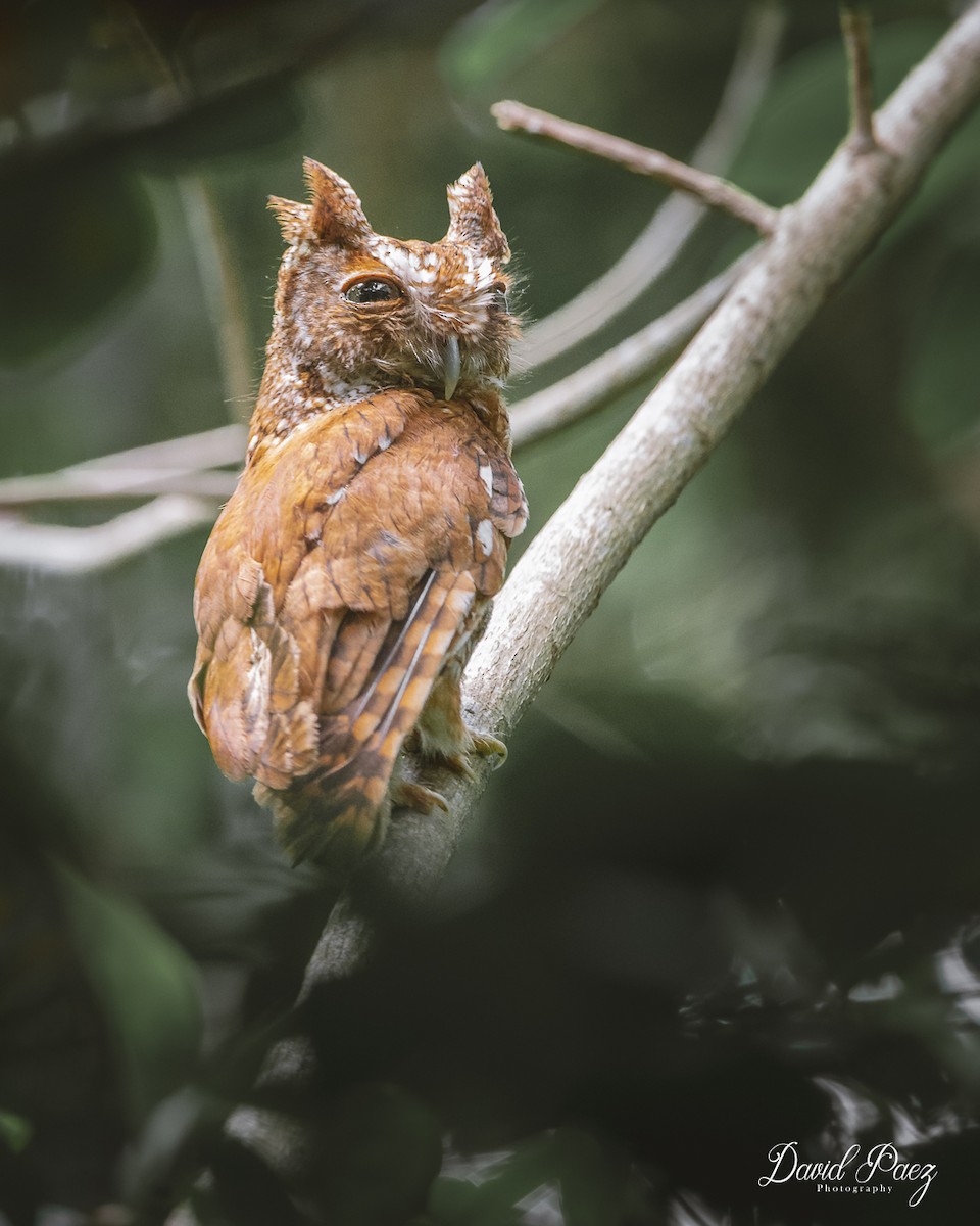 Eastern Screech-Owl - David Paez