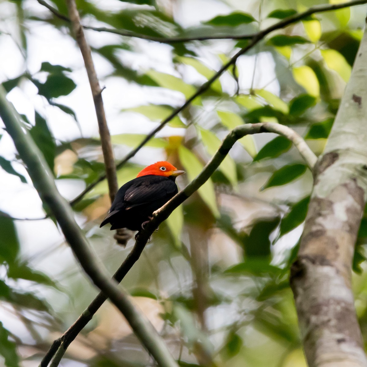 Red-capped Manakin - ML618869684
