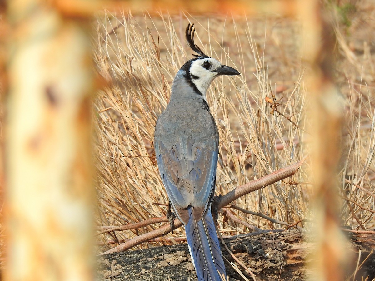 White-throated Magpie-Jay - ML618869697