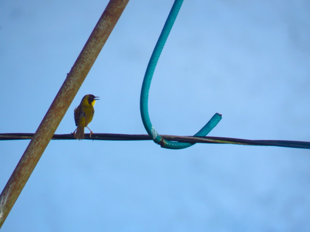Olive-crowned Yellowthroat - ML618869720
