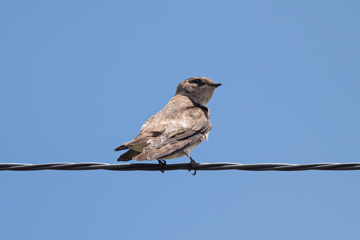 Northern Rough-winged Swallow - ML618869721