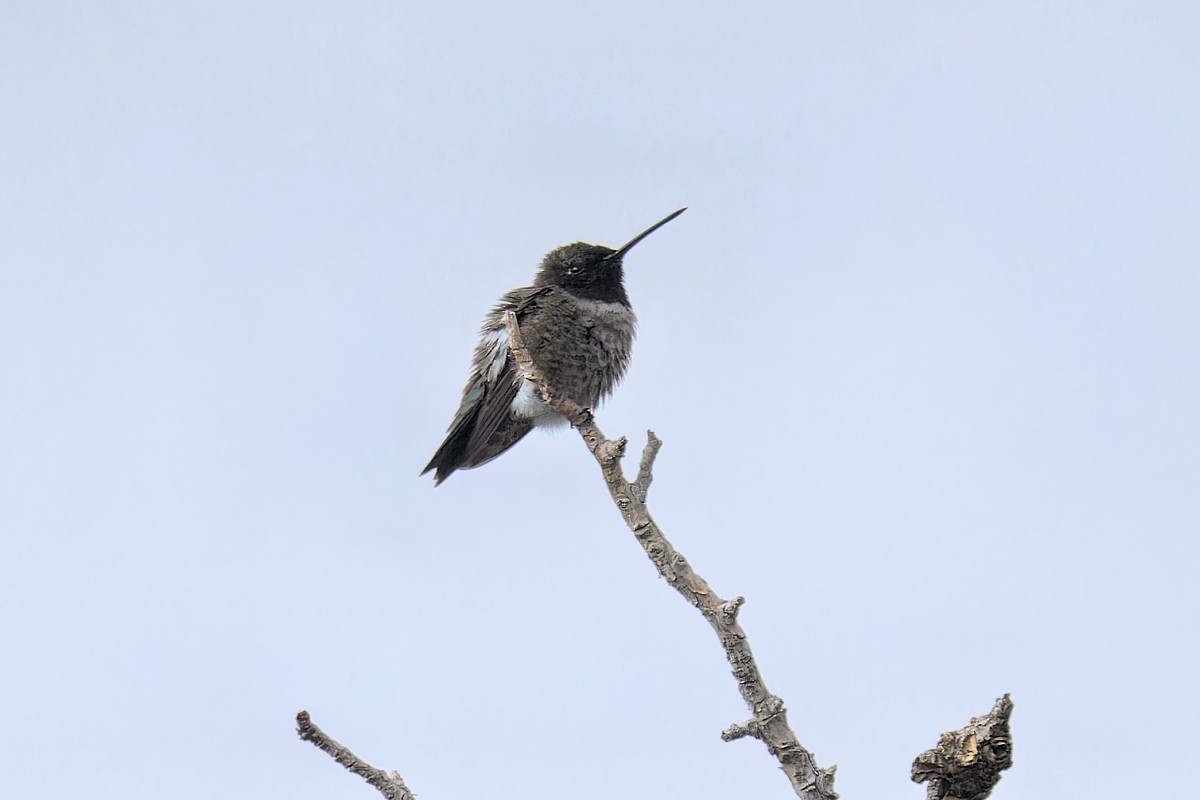 Black-chinned Hummingbird - ML618869725