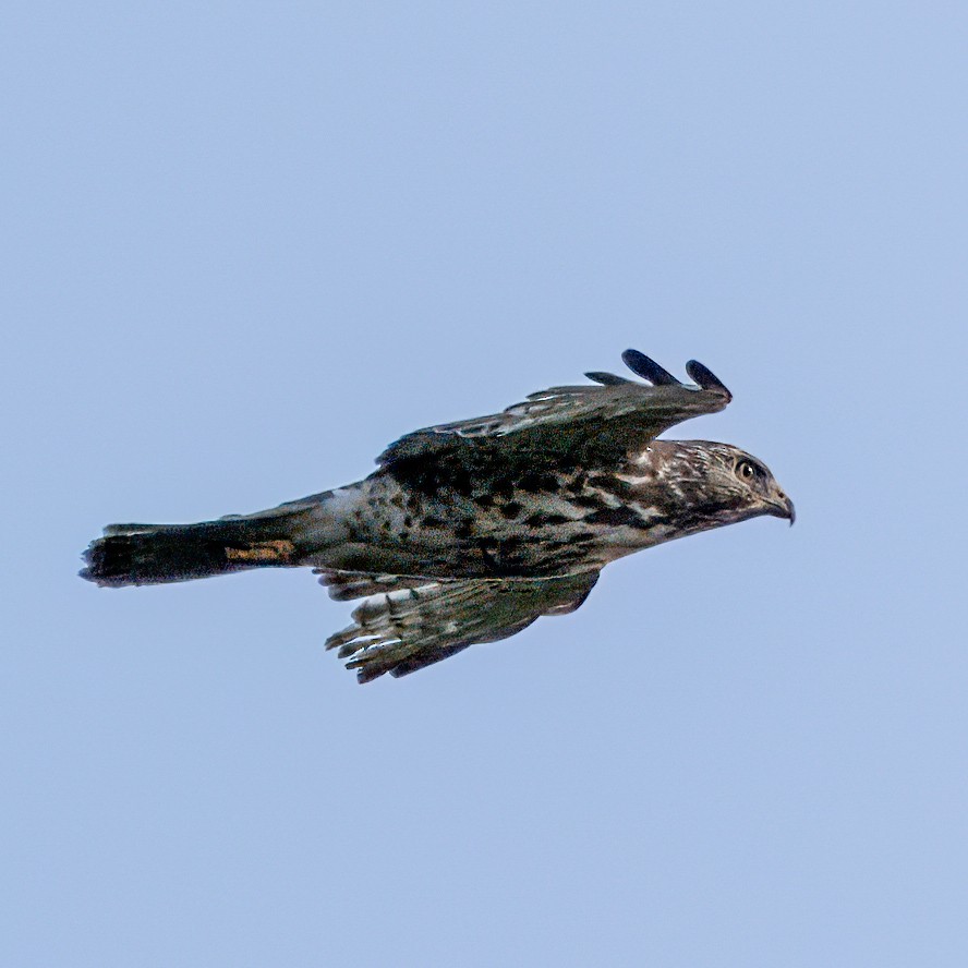 Broad-winged Hawk - ML618869749