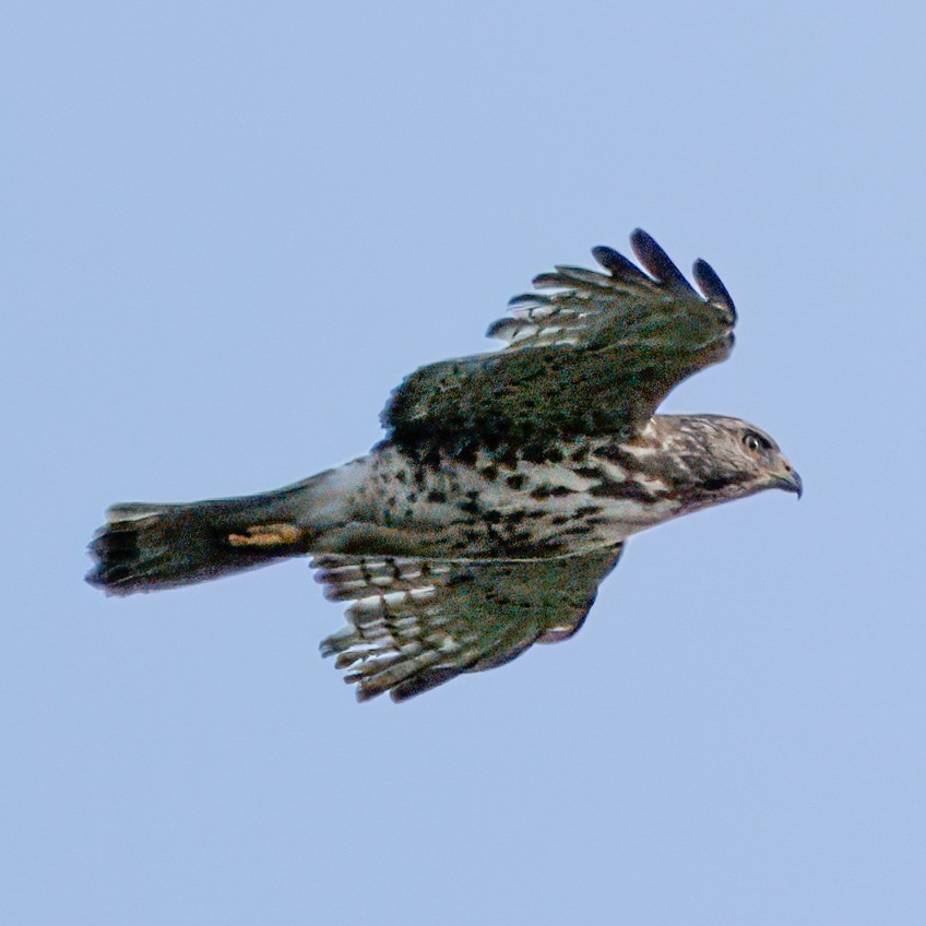 Broad-winged Hawk - ML618869750