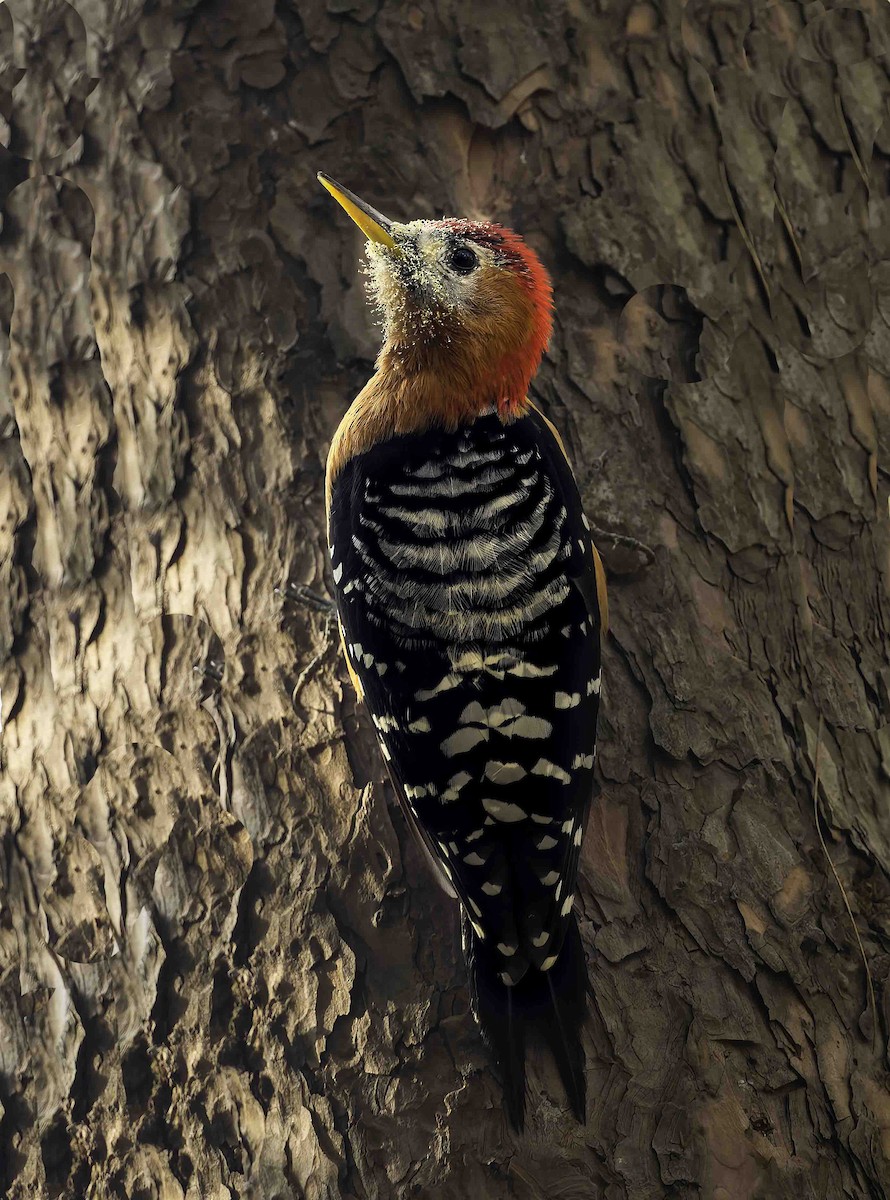 Rufous-bellied Woodpecker - Anonymous