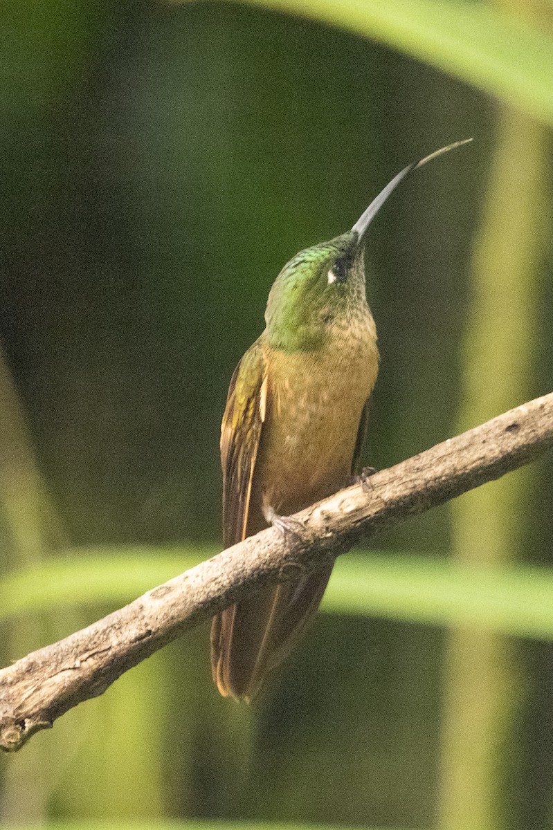 kolibřík hnědobřichý - ML618869761