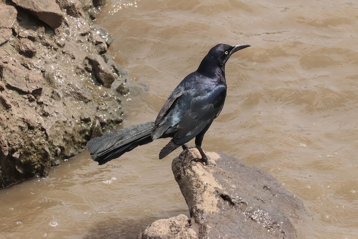 Great-tailed Grackle - ML618869813
