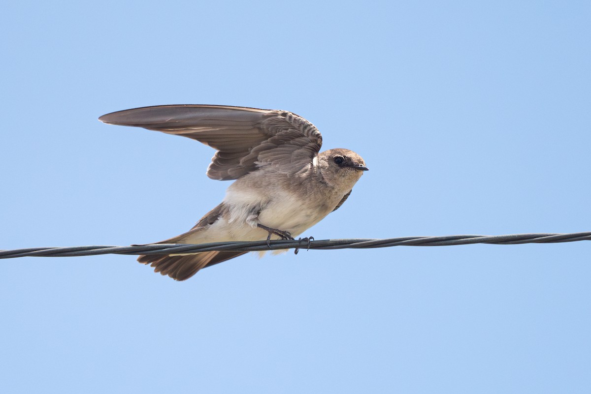 Northern Rough-winged Swallow - ML618869838
