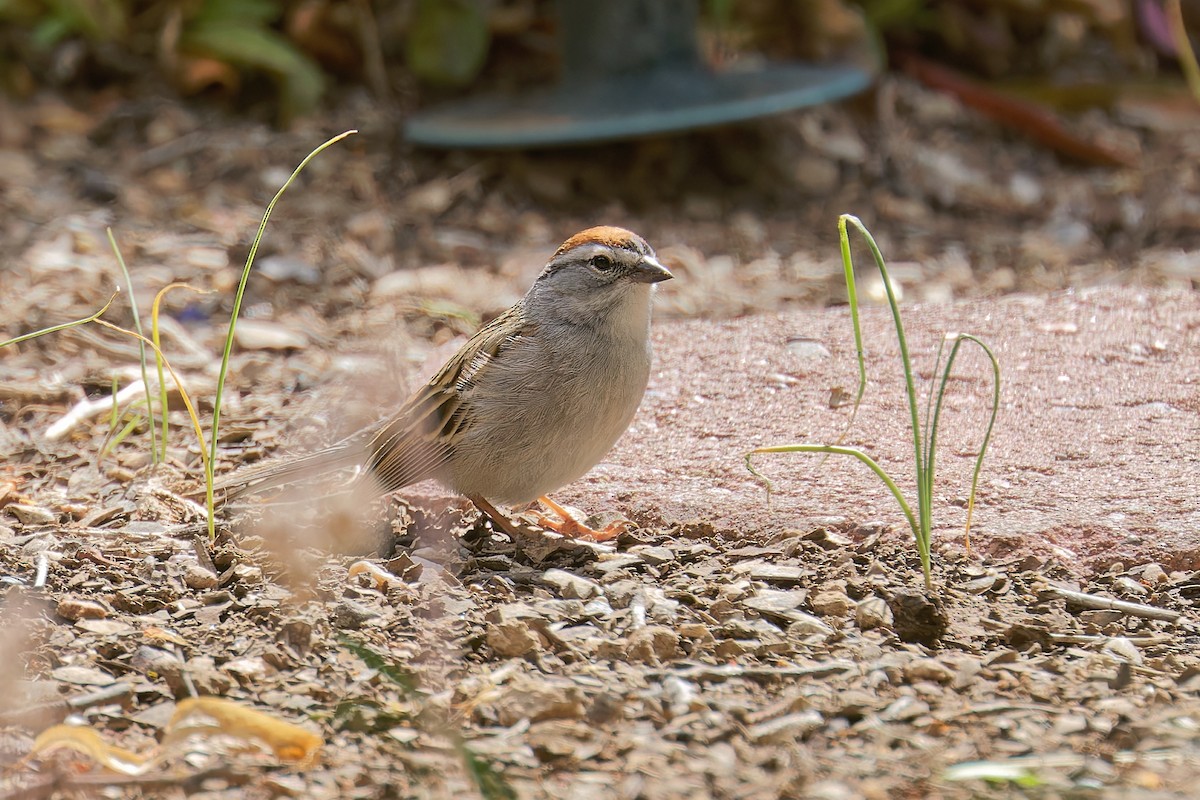 Chipping Sparrow - Bob Walker