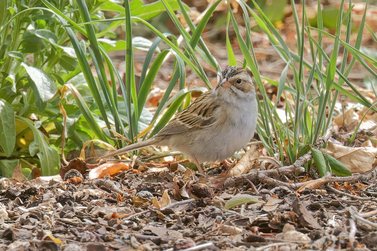 Clay-colored Sparrow - ML618869848