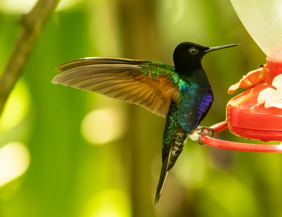 kolibřík hyacintový - ML618869852