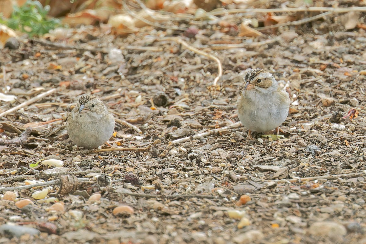 Clay-colored Sparrow - ML618869856