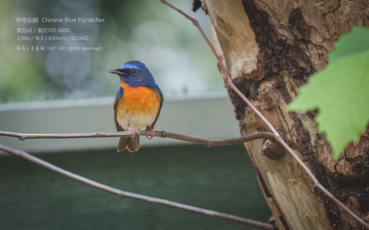 Chinese Blue Flycatcher - 雀实可爱 鸦
