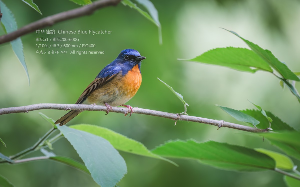 Chinese Blue Flycatcher - 雀实可爱 鸦