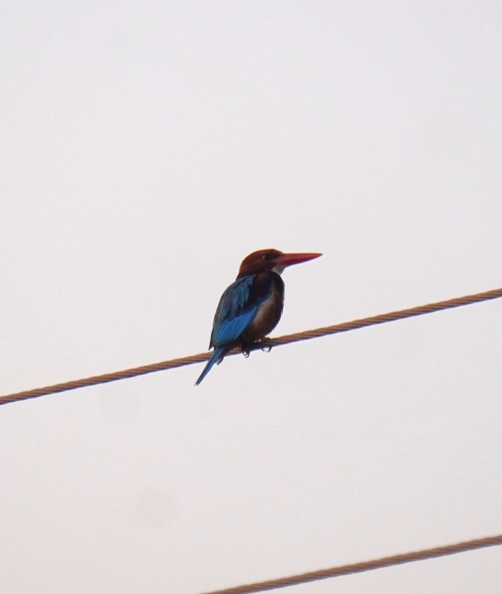 White-throated Kingfisher - Piyush Soni