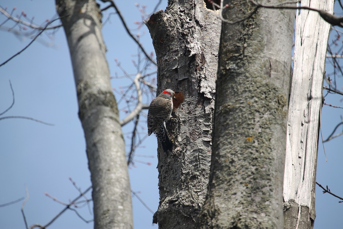 Northern Flicker (Yellow-shafted) - ML618869905
