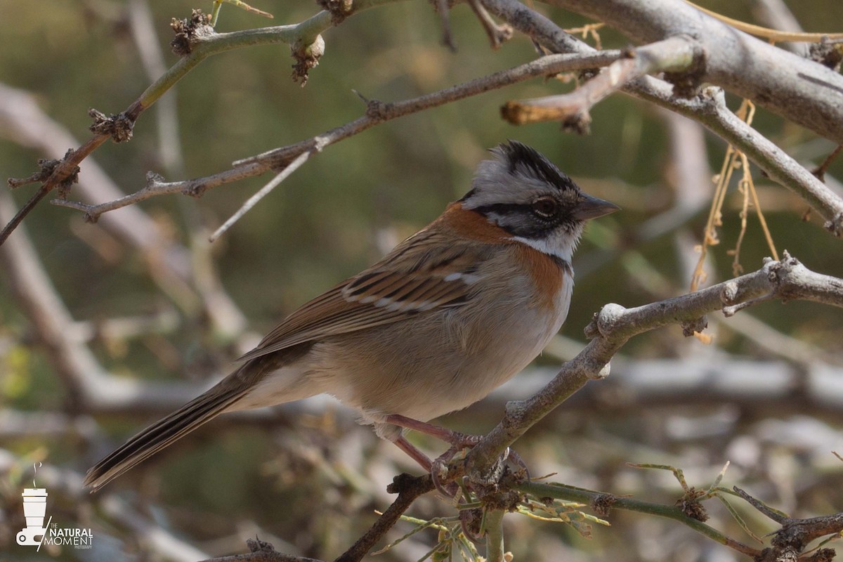 Rufous-collared Sparrow - ML618869911