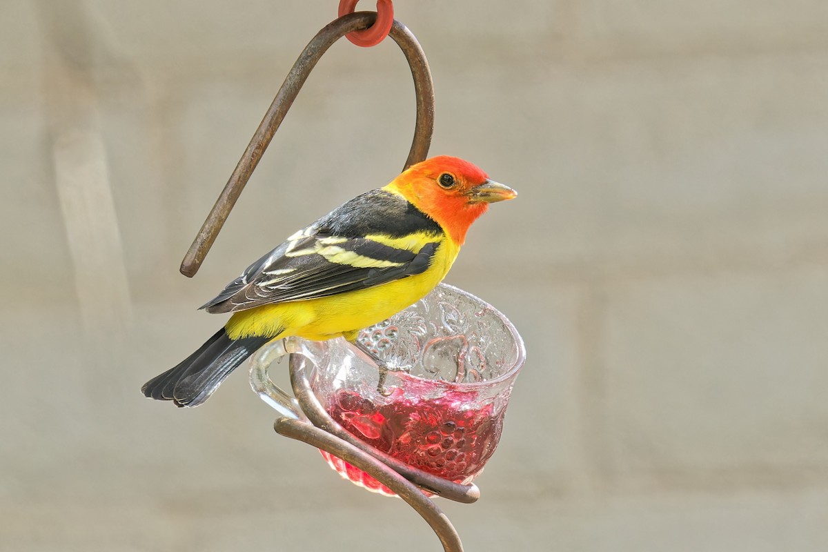 Western Tanager - ML618869917