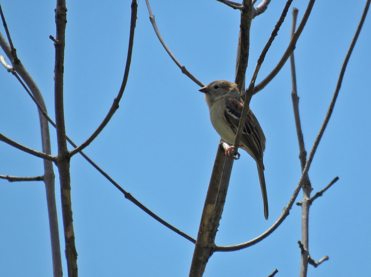 Field Sparrow - ML618869922