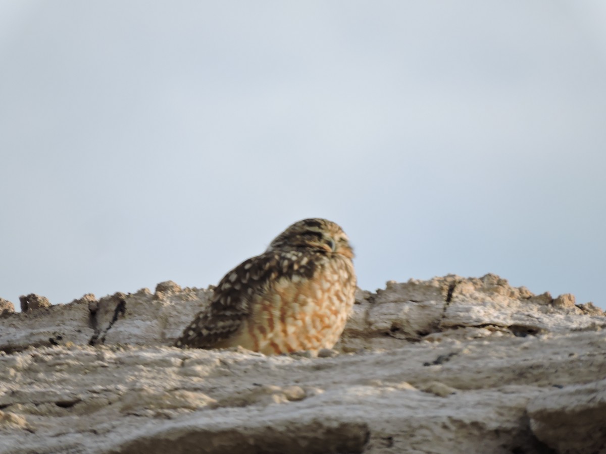 Burrowing Owl - ML618869932