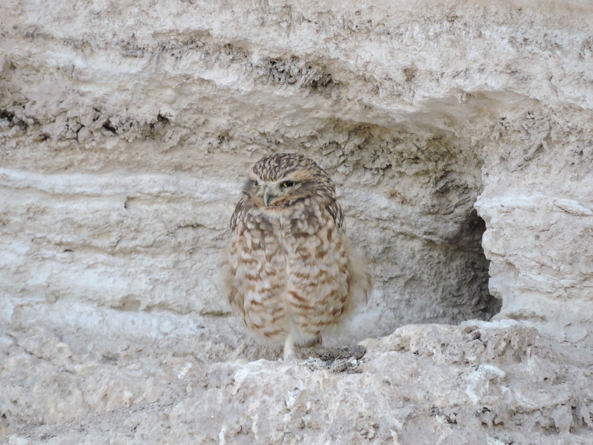 Burrowing Owl - Daniel Briceño