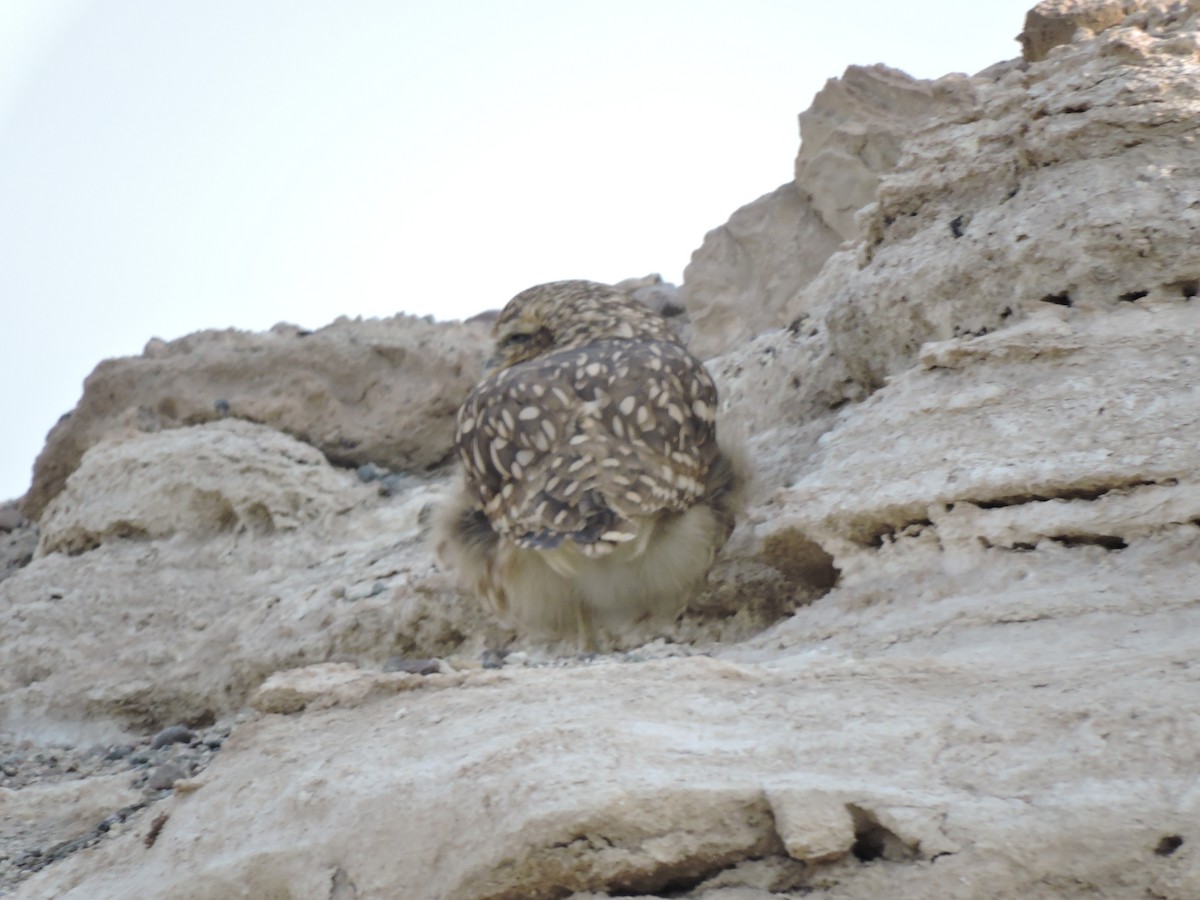 Burrowing Owl - ML618869934
