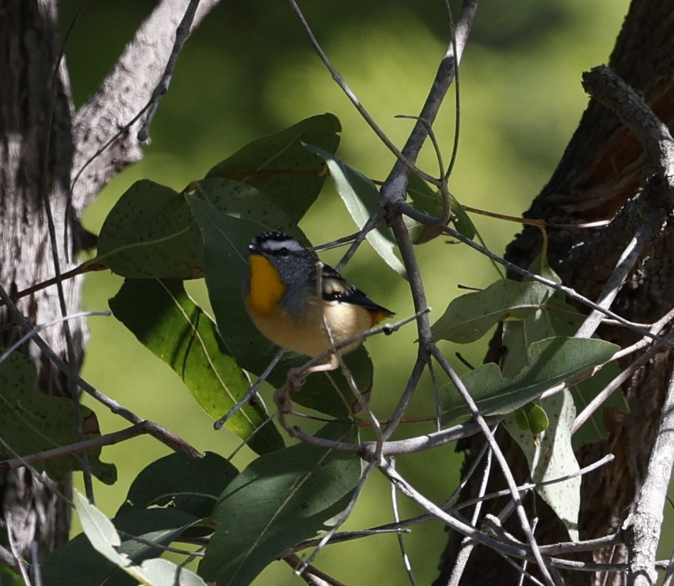 Spotted Pardalote - ML618869952