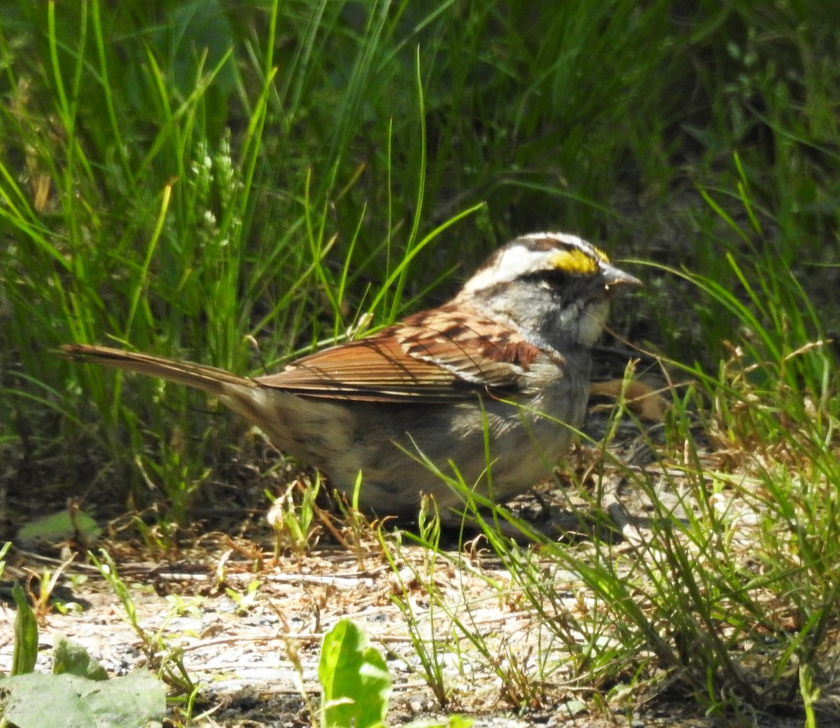 White-throated Sparrow - Ed Escalante
