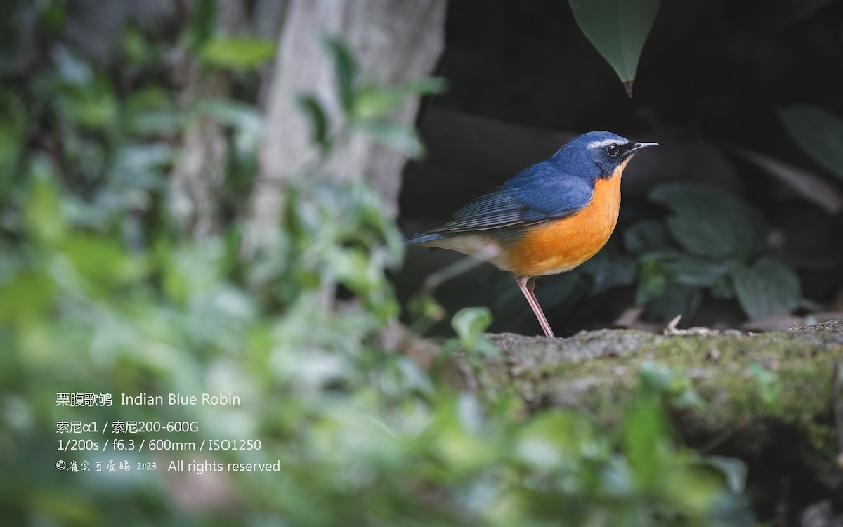 Indian Blue Robin - 雀实可爱 鸦