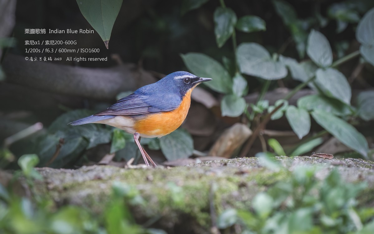 Indian Blue Robin - 雀实可爱 鸦