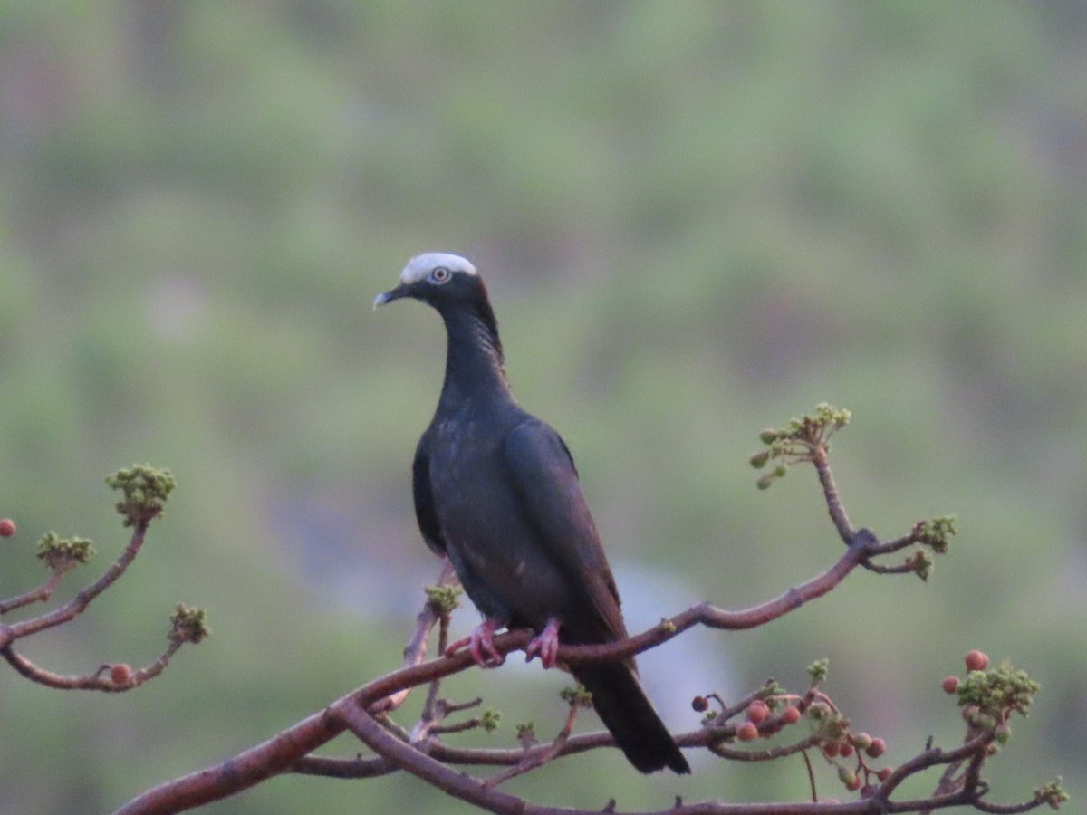 White-crowned Pigeon - ML618870030