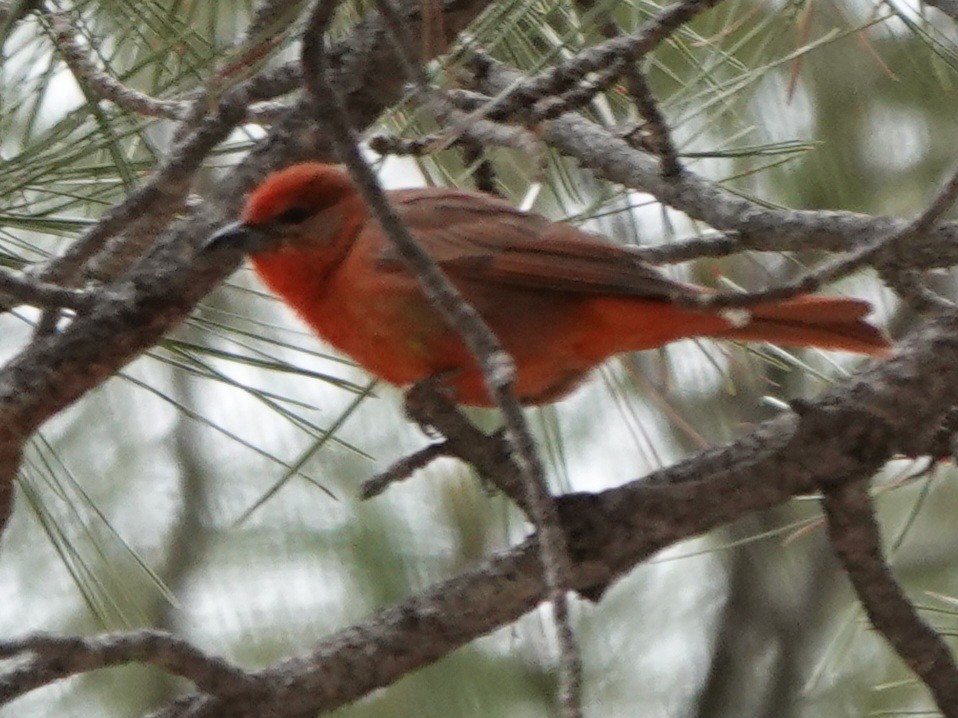 Hepatic Tanager - Kirsti Aamodt