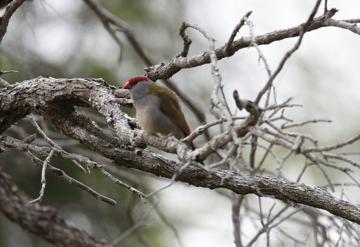 Red-browed Firetail - ML618870092