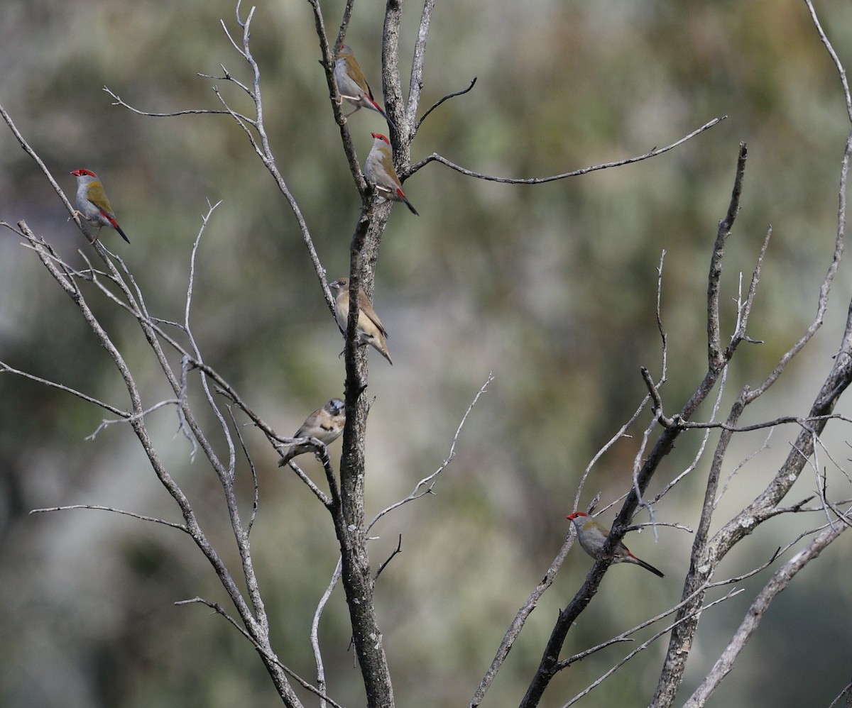 Red-browed Firetail - ML618870093
