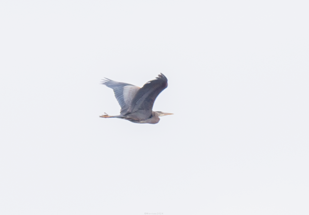 Great Blue Heron - ML618870096