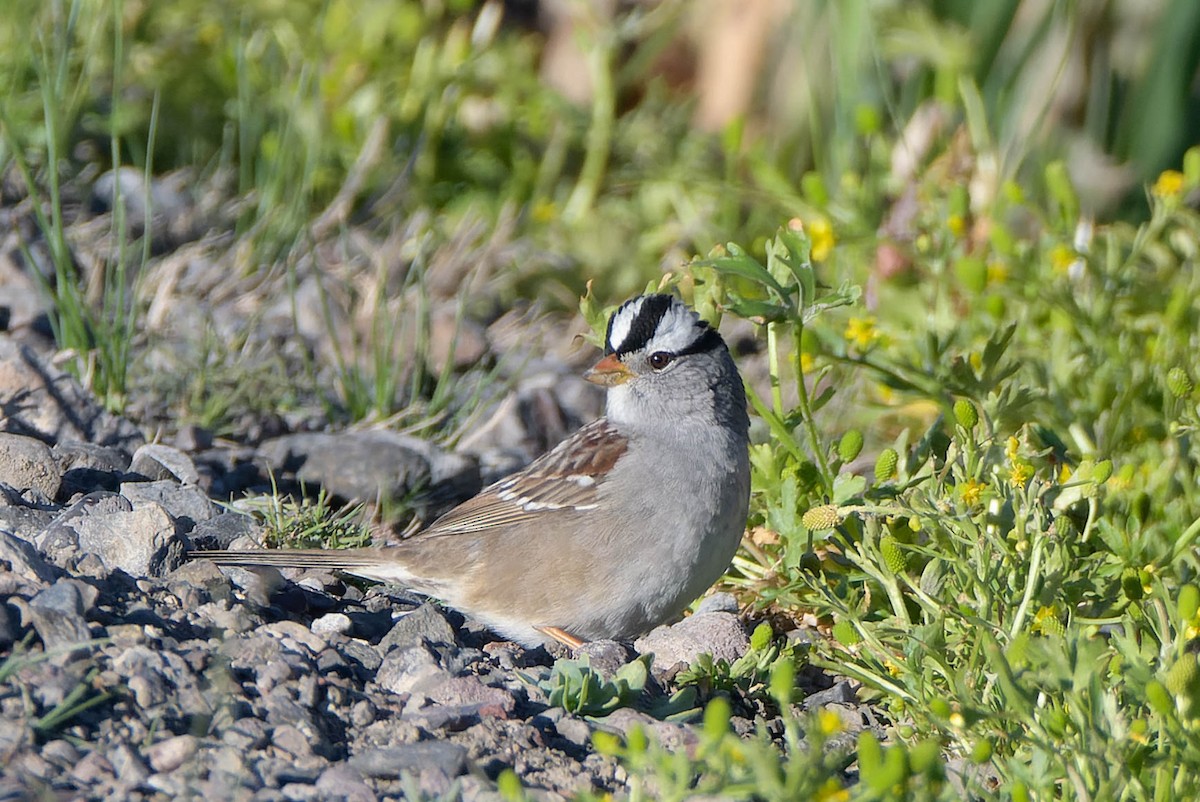 White-crowned Sparrow - ML618870097