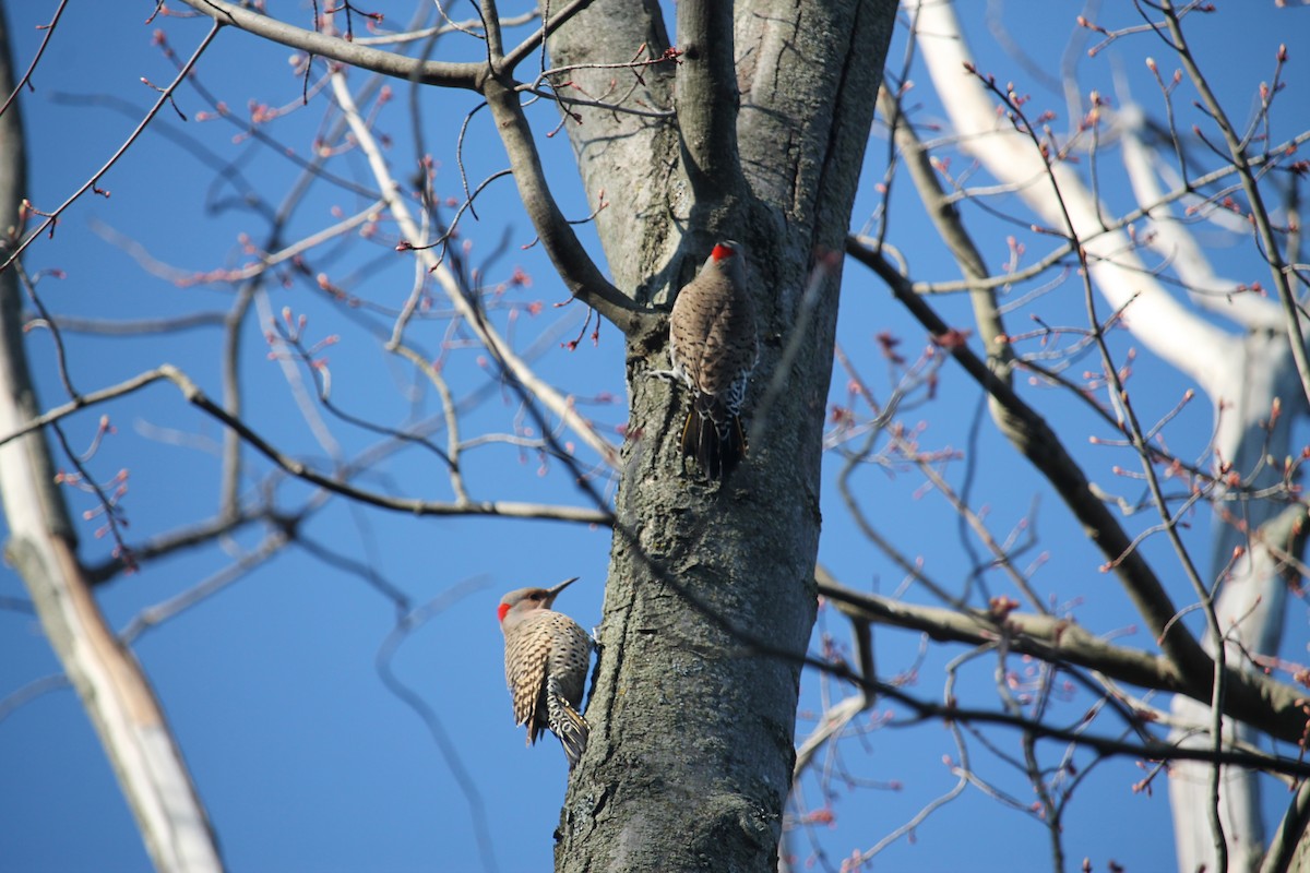 Northern Flicker (Yellow-shafted) - ML618870106