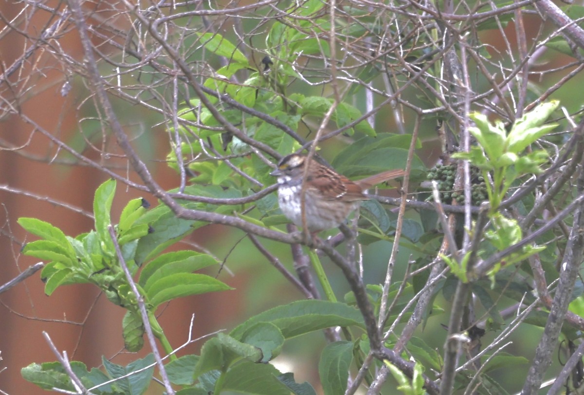 White-throated Sparrow - ML618870126