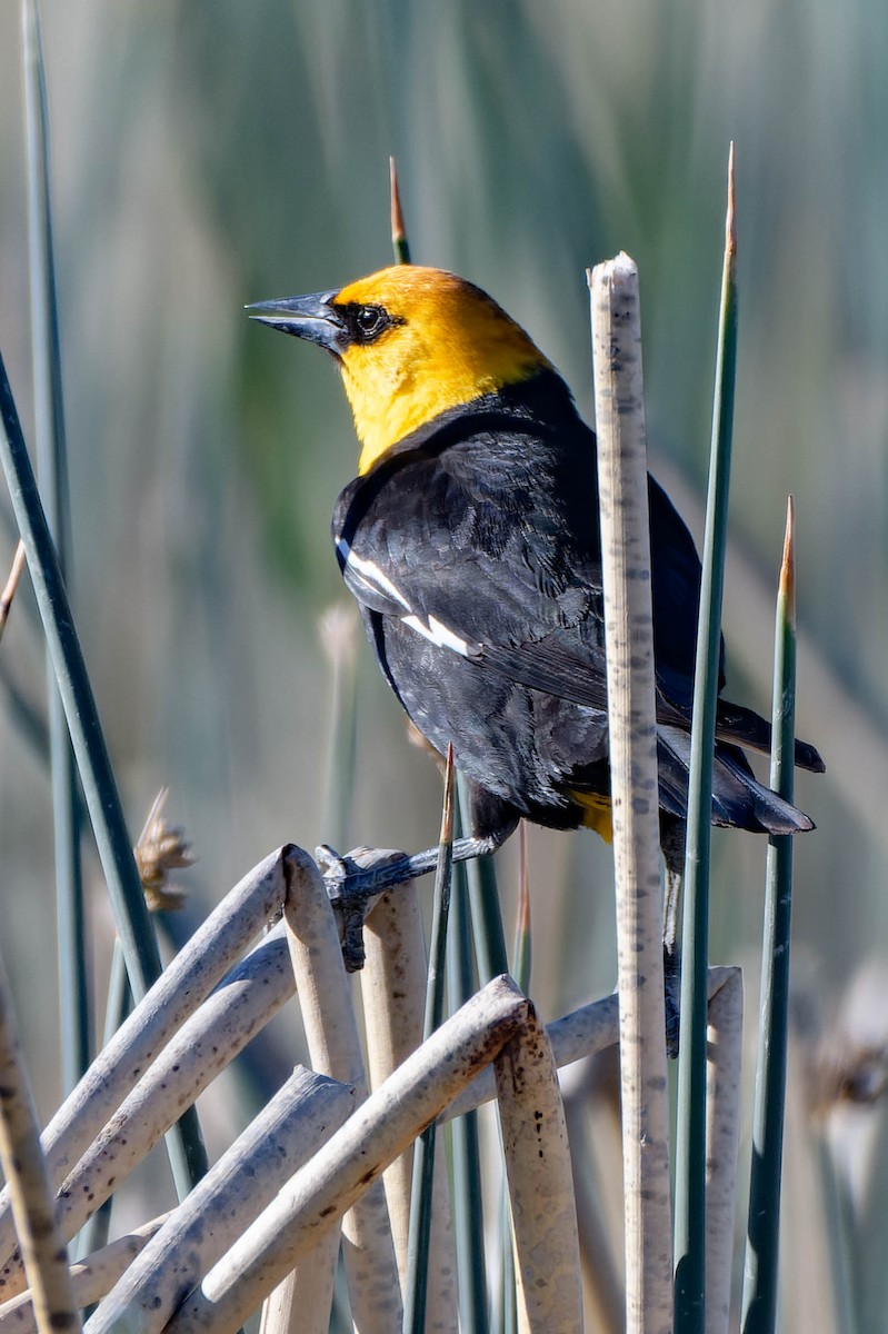 Yellow-headed Blackbird - ML618870162