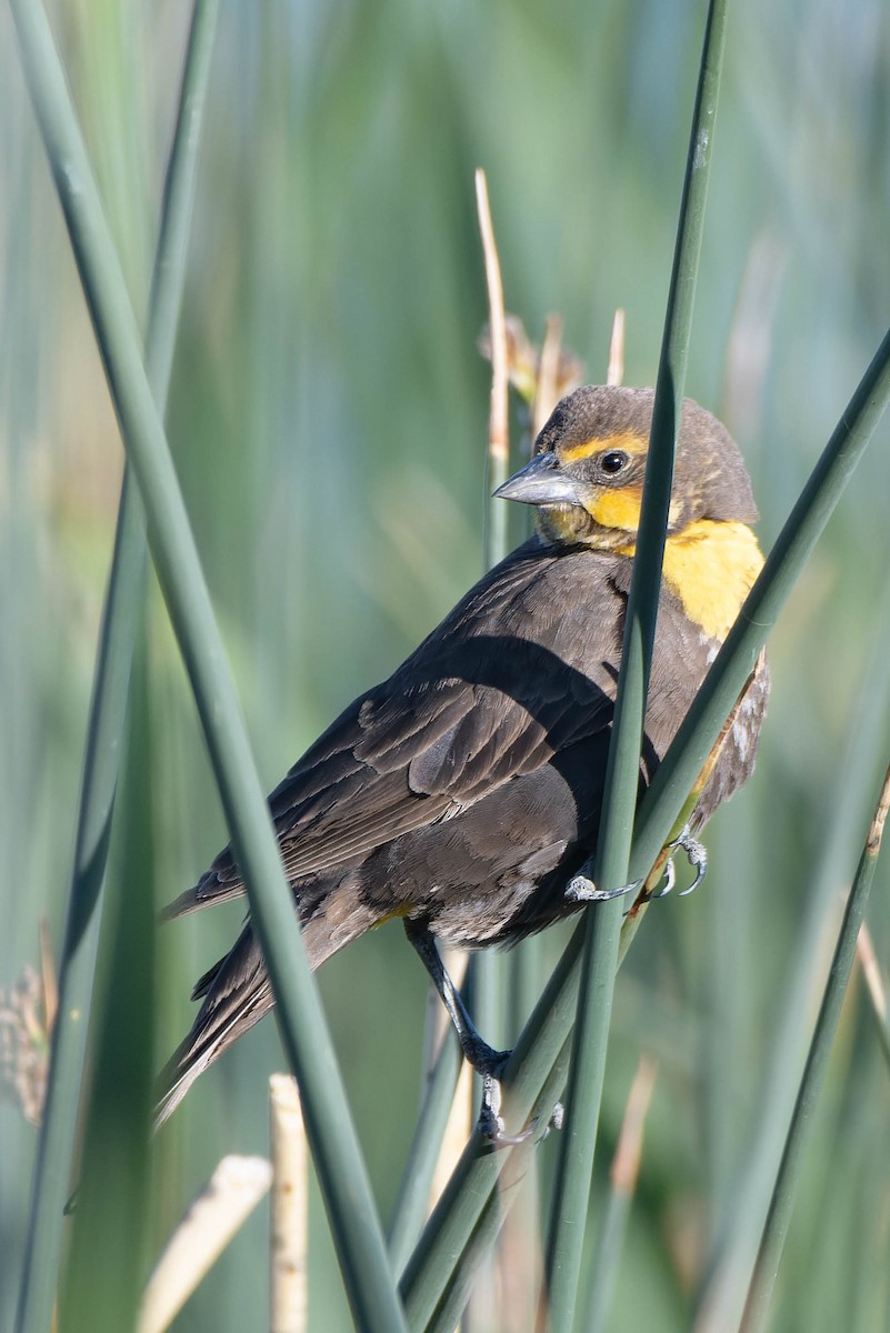 Yellow-headed Blackbird - ML618870163