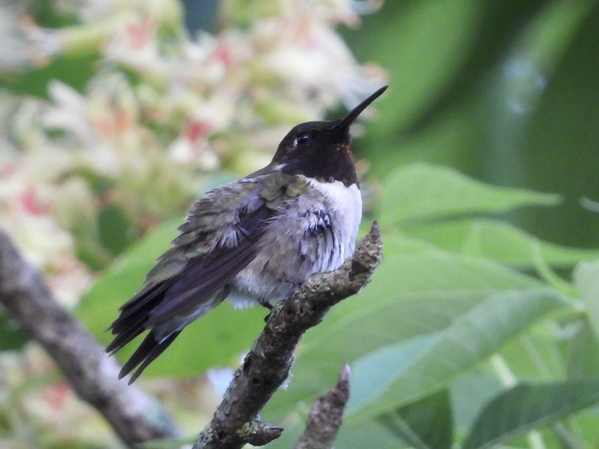 Ruby-throated Hummingbird - Rhonda Weiss