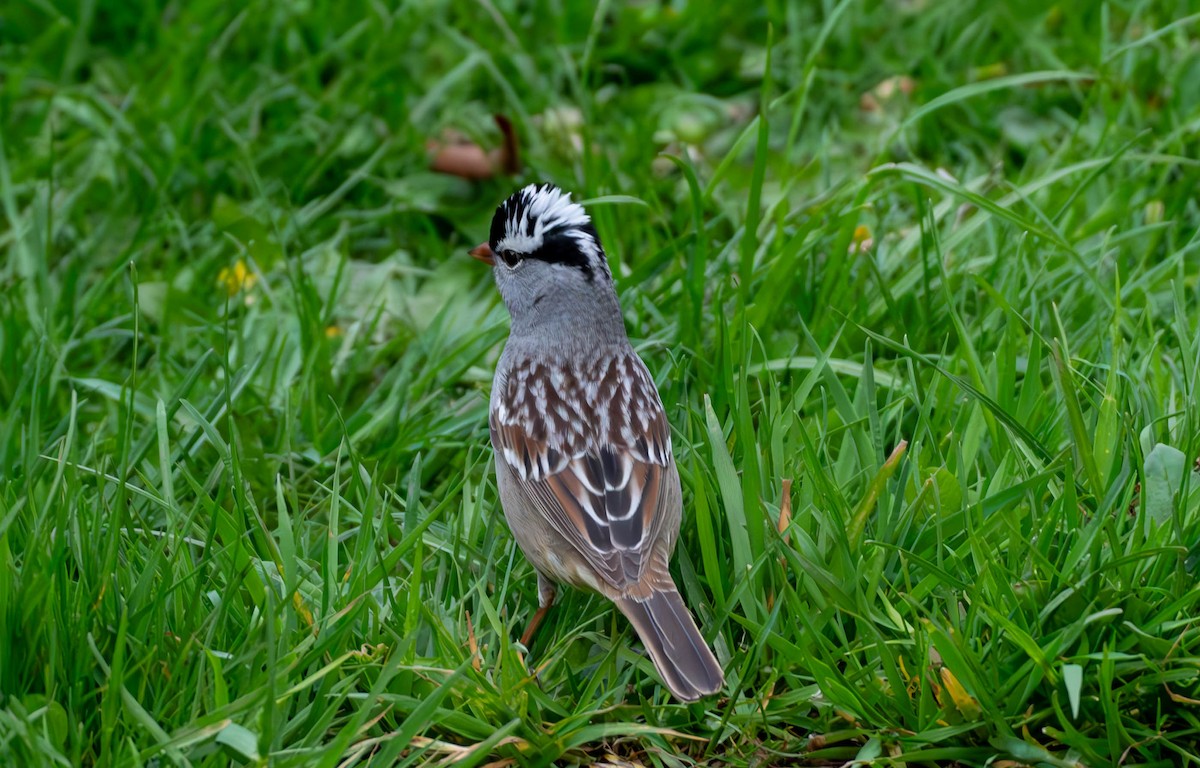 White-crowned Sparrow - Chantal St-Jean