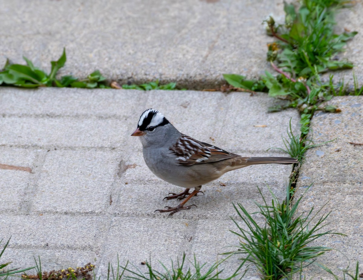 White-crowned Sparrow - Chantal St-Jean