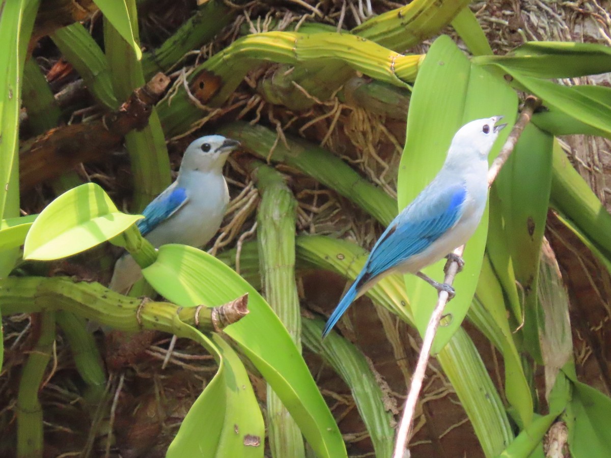 Blue-gray Tanager - ML618870267