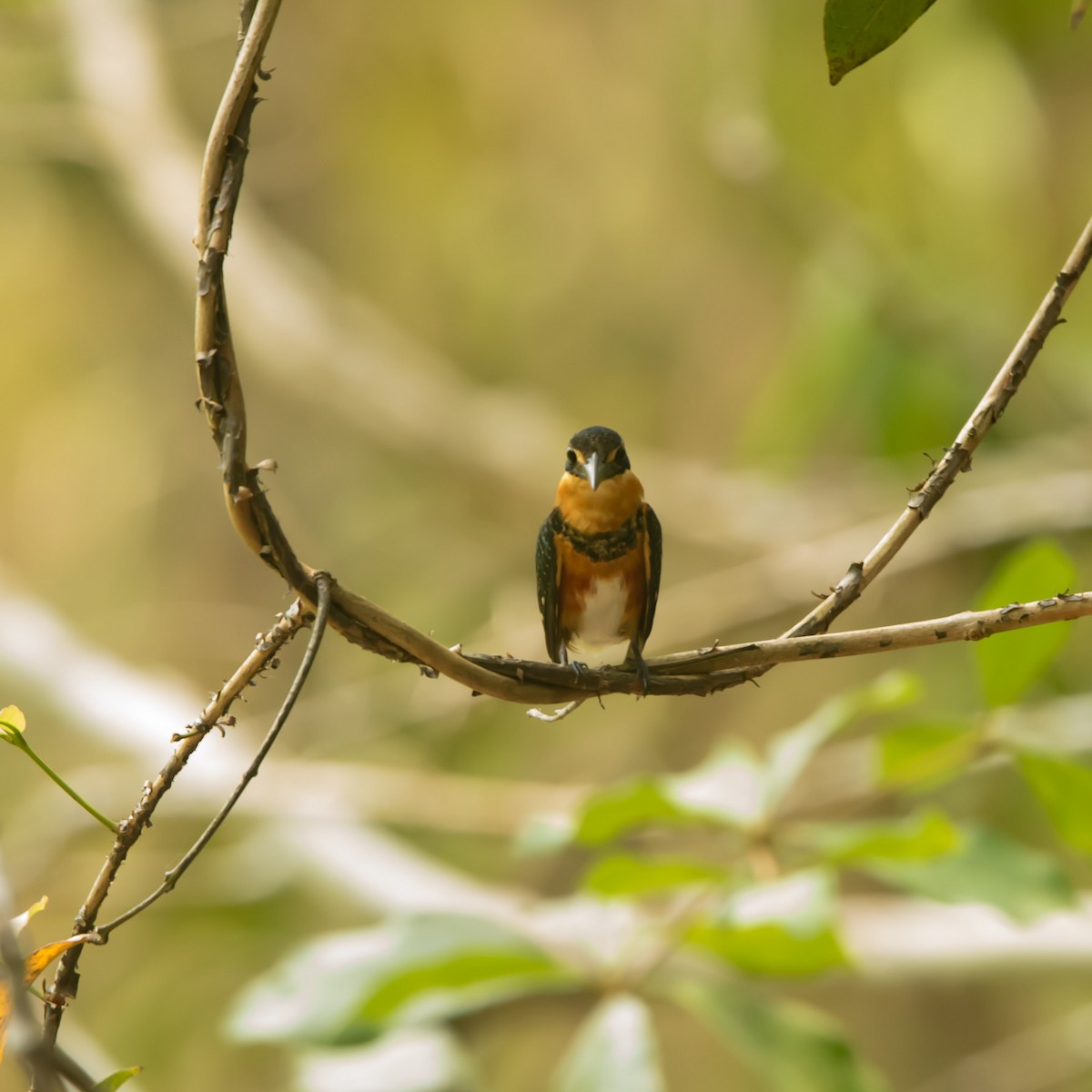 American Pygmy Kingfisher - ML618870309